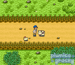 Harvest Moon screenshot 18